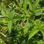 Attēlu rezultāti vaicājumam “Agrimonia pilosa”