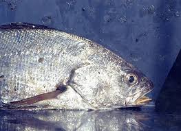 Image result for Argyrosomus coronus