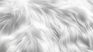 Image result for white rabbit skin texture