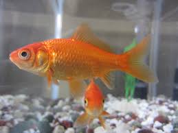 Image result for ikan