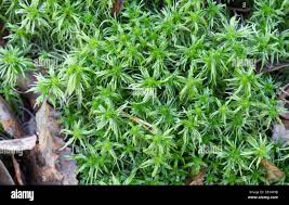 Attēlu rezultāti vaicājumam “Sphagnum girgensohnii”