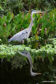 Image result for heron