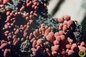 Attēlu rezultāti vaicājumam “Arcyria minuta”