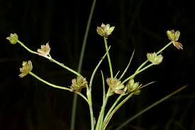 Attēlu rezultāti vaicājumam “Juncus bulbosus”