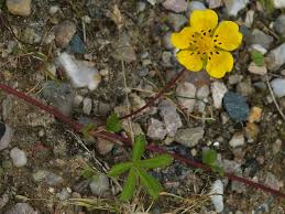 Attēlu rezultāti vaicājumam “Potentilla reptans bud”