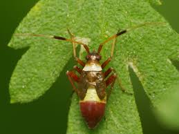 Attēlu rezultāti vaicājumam “Closterotomus biclavatus”