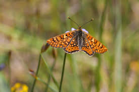 Attēlu rezultāti vaicājumam “Euphydrias aurinia”