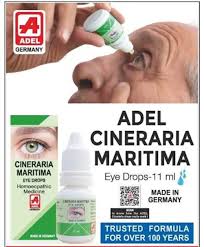 Image result for Cineraria maritima