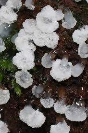 Attēlu rezultāti vaicājumam “Ceratiomyxa morchella”