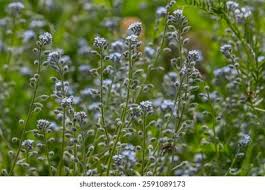 Attēlu rezultāti vaicājumam “Myosotis ramosissima flower”