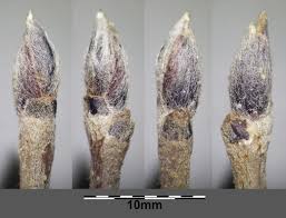 Attēlu rezultāti vaicājumam “Sorbus aucuparia bud”