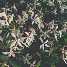Attēlu rezultāti vaicājumam “Gillenia trifoliata flower”