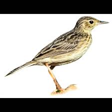 Image result for Anthus gustavi