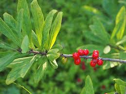 Attēlu rezultāti vaicājumam “Daphne mezereum fruit”