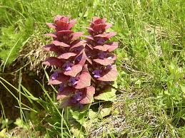 Attēlu rezultāti vaicājumam “Ajuga pyramidalis”