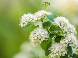 Attēlu rezultāti vaicājumam “Spiraea chamaedryfolia flower”