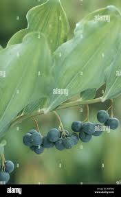 Attēlu rezultāti vaicājumam “Polygonatum multiflorum  fruit”