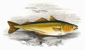 Image result for Pollachius pollachius