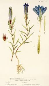 Attēlu rezultāti vaicājumam “Gentiana pneumonanthe”