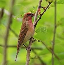Attēlu rezultāti vaicājumam “Carpodacus erythrinus”