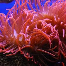 Image result for Anemonenarten