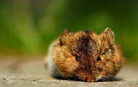 Attēlu rezultāti vaicājumam “Apodemus agrarius”