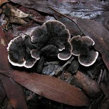 Attēlu rezultāti vaicājumam “Phellodon niger”