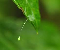 Attēlu rezultāti vaicājumam “Chrysopa eggs”