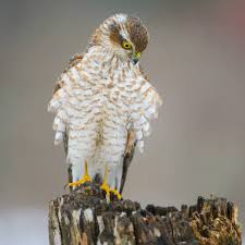 Attēlu rezultāti vaicājumam “Accipiter nisus male”
