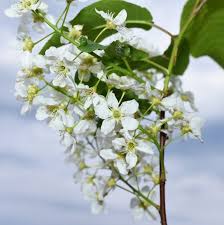 Attēlu rezultāti vaicājumam “Padus avium flower”