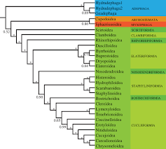 Attēlu rezultāti vaicājumam “Coleoptera”