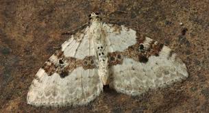 Attēlu rezultāti vaicājumam “Xanthorhoe montanata”