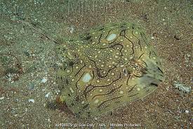 Image result for Raja undulata