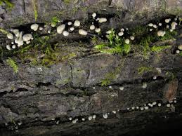 Attēlu rezultāti vaicājumam “Holwaya mucida”