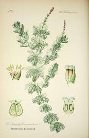 Attēlu rezultāti vaicājumam “Myriophyllum alterniflorum”