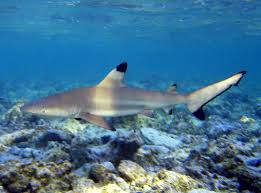 Image result for Carcharhinus melanopterus