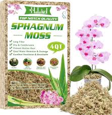 Attēlu rezultāti vaicājumam “Sphagnum”