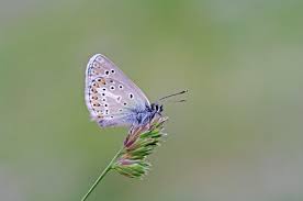 Attēlu rezultāti vaicājumam “Eumedonia eumedon male”