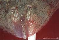 Image result for Raja brachyura