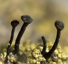 Attēlu rezultāti vaicājumam “Calicium salicinum”