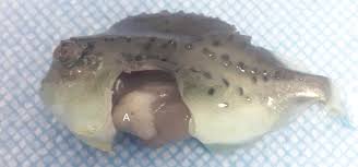 Image result for Cyclopterus lumpus