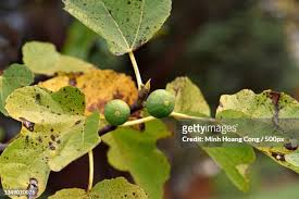 Attēlu rezultāti vaicājumam “Acer campestre fruit”