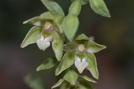 Attēlu rezultāti vaicājumam “Epipactis helleborine fruit”