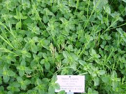 Image result for Thymian