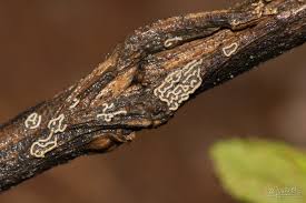 Attēlu rezultāti vaicājumam “Hemitrichia sordivesiculosa”