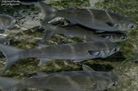 Image result for Mugil cephalus