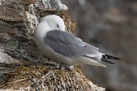 Attēlu rezultāti vaicājumam “Rissa tridactyla”