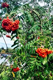 Attēlu rezultāti vaicājumam “Sorbus aucuparia fruit”
