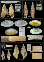 Attēlu rezultāti vaicājumam “Ena montana”
