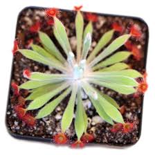 Attēlu rezultāti vaicājumam “Drosera x obovata leaf”